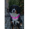 Trixie Šviečiantis antkaklis USB, šunims, silikoninis, M–L: 50 cm/30 mm, rožinis (TX-12676)