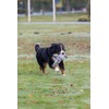 Trixie TX-32830 Žaislas virvė DO PRZECIĄGANIA 65cm