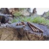 Trixie Insect Sticks kabanosy su insectów šuniui 80 g