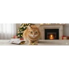 TRIXIE Xmas Žvaigždės su katžole, 50 g