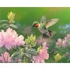 Twoje Hobby Paveikslas skaičiais - 40x50cm Kolibris