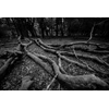 Venus Optics objektyvas Venus Optics Laowa CF 8-16 mm f/3,5-5 C-Dreamer, skirtas Sony E