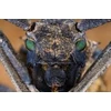 Objektyvas <p>Laowa 65mm f/2.8 2X Ultra Macro APO Sony E</p>