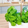 Veritable Kasetė nasienny Lingot Bazylia mamucia