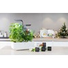 Veritable Véritable Lingot Oregano BIO*