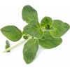 Veritable Véritable Lingot Oregano BIO*