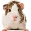 VITAKRAFT MENU VITAL 3kg pašaras jūrų kiaulytėms