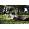 Waboba Tailwind dog ball