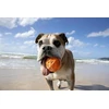 Waboba Tailwind dog ball