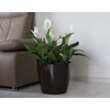 Lamela Vazonas Magnolia 300x265mm, Baltas