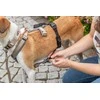 Winhyepet Šunims skirta apsauga nuo pabėgimo, juoda, L×XL: 59×92 cm/25 mm