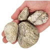 WIO Dekoratyvinis akmuo senjorams, Nano Boulder, akvariumams ir terariumams, pilkas, 2kg, maišas