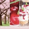 Yankee Candle Aromatinė žvakė "Signature large glass Rožinė Cherry - Vanilla" 567 g