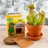 Auginimo rinkinys vaikams RADIS et CAPUCINE Musgaudis