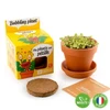 Burbulinio augalo auginimo rinkinys RADIS et CAPUCINE