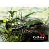Cattara Peilis JUNGLE 21,7cm