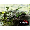 Cattara Peilis JUNGLE 21,7cm