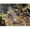 Sulankstoma kėdė BasicNature, žalia