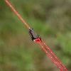 Tarpas Alpinus Zagros žalias