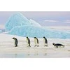 Signal Meble Paveikslas PENGUINS 120X80