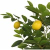 Dirbtinis citrinmedis su trimis kamienais, žalias, 85cm, PP