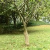 Džiuto ritiniai, 2vnt., 0,5x50m, 100% džiutas, 200g/m²