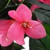 Dirbtinis rododendras su vazonu, 150 cm, žalias ir rožinis