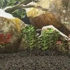Vulkaninės uolienos, juodos spalvos, 10kg, 1–2cm