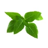 Click &amp; Grow sėklos išmaniajam vazonui - Taivanietiškas bazilikas (SGR37X3) 3vnt.