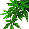 Exoterra - Abutilon M - Exoterra