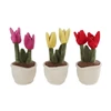 Tulip Parnešk mane namo - pliušinis augalas tulpė (154934)