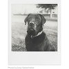 POLAROID B&W FILM, SKIRTA SX-70