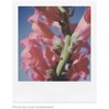 POLAROID SPALVOTA PLĖVELĖ SX-70