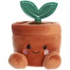 AURORA PALM PALS Pliušinis augalas vazonėlyje, 11 cm