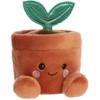 AURORA PALM PALS Pliušinis augalas vazonėlyje, 11 cm