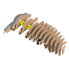 Dėlionė EUGY 3D kartoninis modelis „Tinginys“