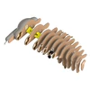 Dėlionė EUGY 3D kartoninis modelis „Tinginys“