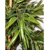 Dirbtinis augalas Bambukas 150cm