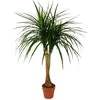 Dirbtinis augalas Dracena 120cm