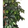 Dirbtinis augalas Fikusas PLY 180cm