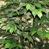 Dirbtinis augalas Fikusas PLY 180cm