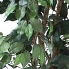 Dirbtinis augalas Fikusas PRAETEXTUS 150cm