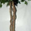 Dirbtinis augalas Fikusas PRAETEXTUS 150cm