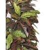 Dirbtinis augalas Krotonmedis 170cm