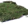 Aquario Terrario forest moss (miško samana) 28x35 cm