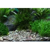 Dennerle Plantahunter Rio Xingu 2-22mm, 5kg