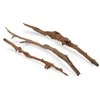Happet Mangrove šakelės 30-50cm (3vnt)