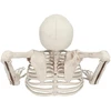 Boland Party Partners B.V. Dekoracija „Skeletas iš kapo“, 20 cm