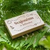 Medinė pinigų dėžutė "Svajonėms ir kelionėms"