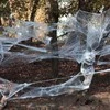 Ciao - Spider Web w/25 Spiders (30323)
